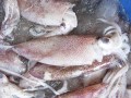 calamari-freschi